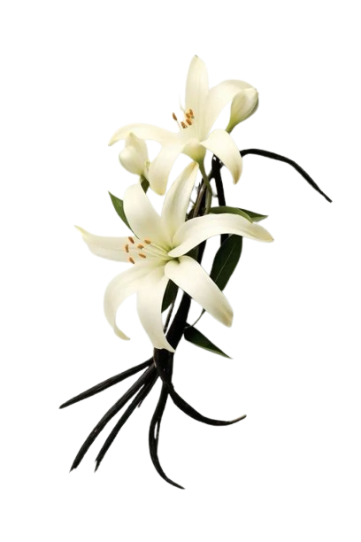 WhatsApp_Image_2026-03-30_at_15.03.03__2_-removebg-preview