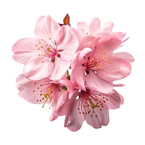 WhatsApp_Image_2026-03-30_at_15.03.04__2_-removebg-preview